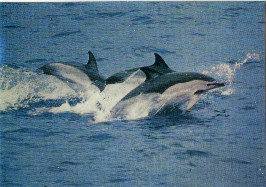 Cartolina Delfini in Libertà Postcard Dolphins in the Wild GM Milano 2/1186/FF