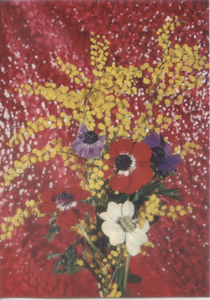 Cartolina Fiori di Anemone Coronaria e Mimose (2990) Grafiche Biondetti - Verona