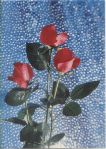 Cartolina Fiori Rose Rosse da Giardino (2994) Grafiche Biondetti - Verona