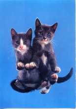 Carica l&#39;immagine nel visualizzatore di Gallery, Cartolina Gattini Postcard Little Cats (311/4) Novacolor