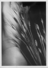 Carica l&#39;immagine nel visualizzatore di Gallery, Cartolina Fantasia Italcards B/N (9810287) -  Nudo di Donna con grano