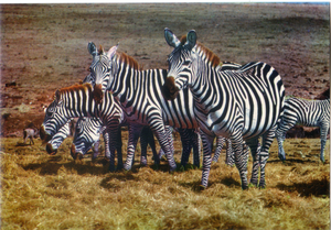Cartolina Postcard Zebre-Fauna africana-AFRICA DELL'EST-5/104-GM Milano