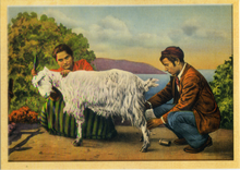 Carica l&#39;immagine nel visualizzatore di Gallery, Cartolina Antichi Costumi Siciliani - Mungitura Pecora -(405)