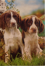 Carica l&#39;immagine nel visualizzatore di Gallery, Cartolina Postcard Cani Springer Spaniel Inglese Cuccioli - Garami Milano