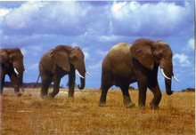Carica l&#39;immagine nel visualizzatore di Gallery, Cartolina Postcard Elefanti-Fauna africana-AFRICA DELL&#39;EST-17/114-GM Milano