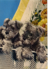 Carica l&#39;immagine nel visualizzatore di Gallery, Cartolina Postcard Cani Schnauzer Cuccioli -Garami Milano