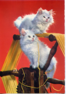 Cartolina Gatti su Timone Postcard Cats on Helm (311/1) Novacolor