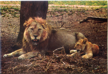 Carica l&#39;immagine nel visualizzatore di Gallery, Cartolina Postcard Leone-Fauna africana-AFRICA DELL&#39;EST-70/158-GM Milano