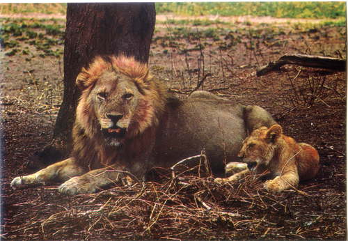 Cartolina Postcard Leone-Fauna africana-AFRICA DELL'EST-70/158-GM Milano