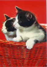 Carica l&#39;immagine nel visualizzatore di Gallery, Cartolina Gattini in Cesta Rossa Postcard Kittens in Red Basket(11)Garami Milano