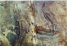 Carica l&#39;immagine nel visualizzatore di Gallery, Cartolina Pachipleurosauro (Pachypleurosaurus Edwardsi) (53/157) GM Milano