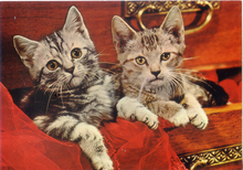 Carica l&#39;immagine nel visualizzatore di Gallery, Cartolina Gattini nel Cassetto Postcard Kittens in the Drawer (1015/D) Garami