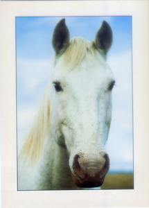 Cartolina Fantasia Italcards (FT 583) - Cavallo bianco