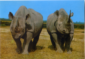 Cartolina Postcard Rinoceronti AFRICA DELL'EST Fauna africana 57/121 GM Milano