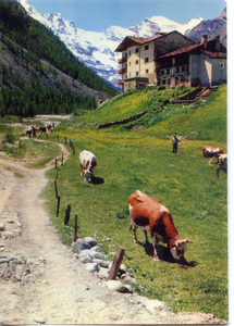 Cartolina Paesaggio Alpino con Caseggiati e Bovini al Pascolo (602/2) SAR