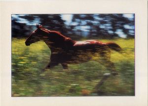 Cartolina Fantasia Italcards (FT 582) - Cavallo in corsa