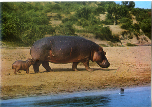 Cartolina Postcard Ippopotamo AFRICA DELL'EST Fauna africana 44/145 GM Milano