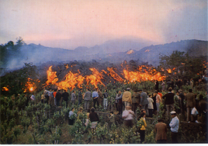 Cartolina Etna in Eruzione (48029) Il fronte lavico distrugge le coltivazioni - Kina Italia