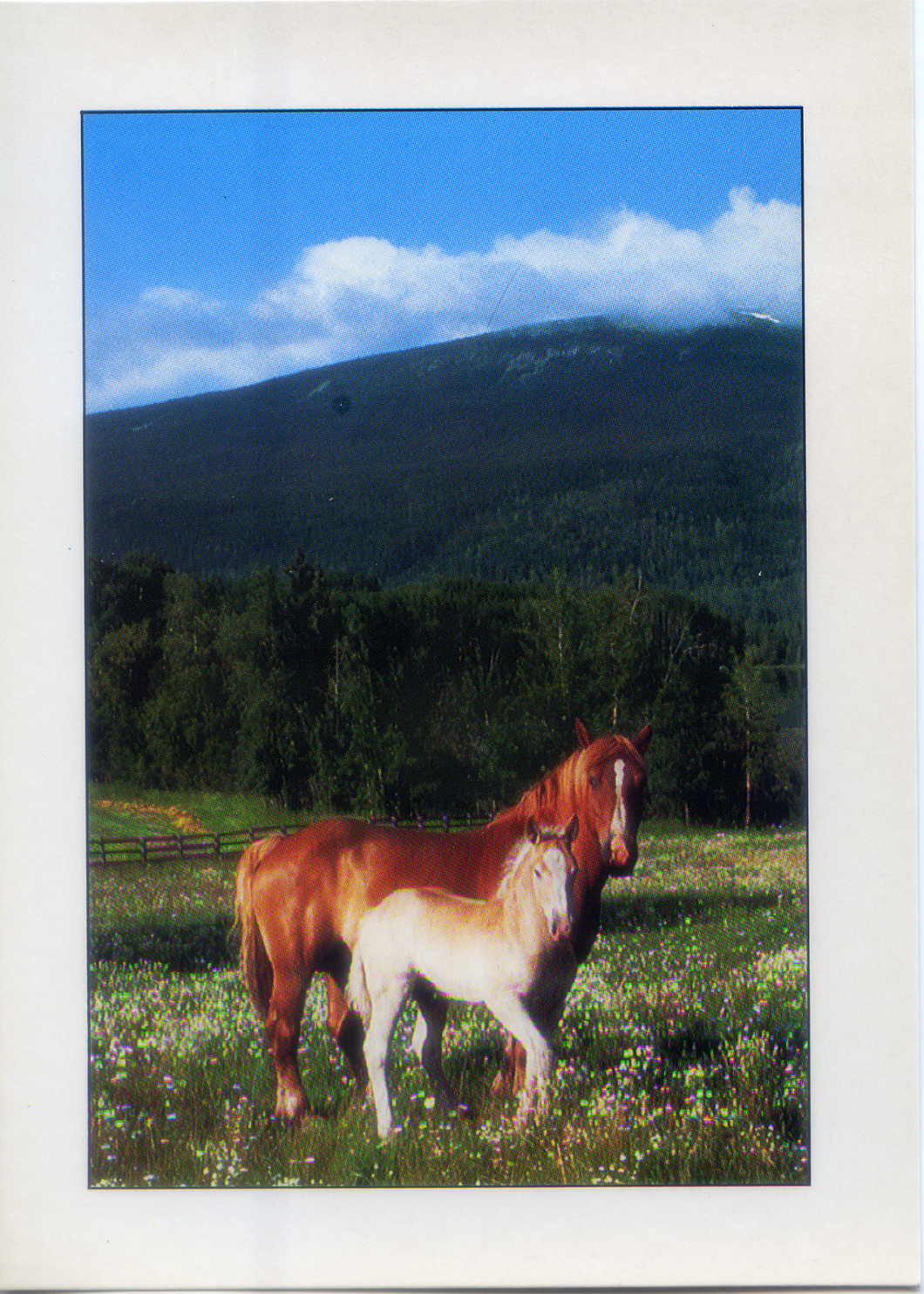 Cartolina Fantasia Italcards (FT 584) - Cavalli madre e piccolo