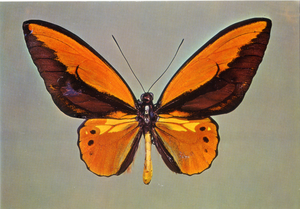 Cartolina Farfalla Postcard Butterfly Ornitottera diLidia-Troides priamus lydius