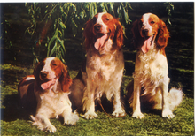 Carica l&#39;immagine nel visualizzatore di Gallery, Cartolina Postcard Cani Welsh Springer Spaniel (Springer Spaniel Gallese) Garami