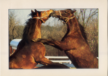 Carica l&#39;immagine nel visualizzatore di Gallery, Cartolina Fantasia Italcards (FT 585) - Abbraccio di Cavalli