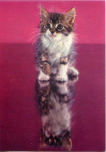 Cartolina Gattino Postcard Little Cat  (311/3) Novacolor