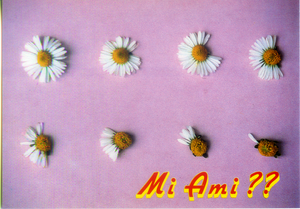 Cartolina Fantasia Italcards (9810215) -Margherite - Mi ami