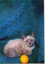 Carica l&#39;immagine nel visualizzatore di Gallery, Cartolina Postcard Gatto Bianco con Palla ( 529/2 ) Continental