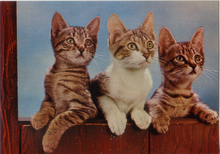 Carica l&#39;immagine nel visualizzatore di Gallery, Cartolina Tre Gattini Postcard Three Kittens (1015/A) Garami Milano