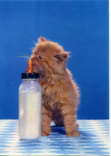 Carica l&#39;immagine nel visualizzatore di Gallery, Cartolina Gattino con Biberon Postcard Kitten with Baby Bottle(311/5) Novacolor