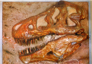 Cartolina Cranio di Tirannosauro (Tyrannosaurus Rex) (11) GM Milano