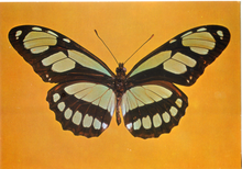 Carica l&#39;immagine nel visualizzatore di Gallery, Cartolina Farfalla Postcard Butterfly Metamorfa Didone Metamorpha dido
