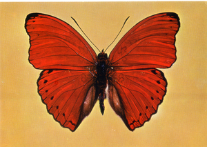 Cartolina Farfalla Postcard Butterfly Cimotoe sanguigna Cymothoe sangaris