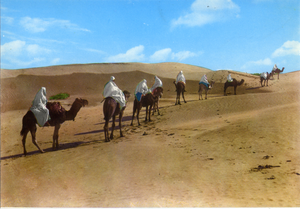 Cartolina Fascino dell'Africa- Uomini su Dromedari nel Deserto (12) - GM Milano