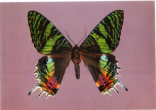 Carica l&#39;immagine nel visualizzatore di Gallery, Cartolina Farfalla Postcard Butterfly Urania Creso - Chrysiridia croesus