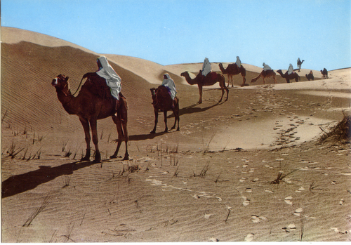 Cartolina Fascino dell'Africa - Uomini su Dromedari nel Deserto (8)- GM Milano