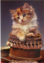 Carica l&#39;immagine nel visualizzatore di Gallery, Cartolina Gattino in una Scatola Postcard Kitten in a Box (7) Garami Milano