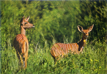 Carica l&#39;immagine nel visualizzatore di Gallery, Cartolina Postcard Antilopi-Fauna africana-AFRICA DELL&#39;EST-148/217-GM Milano