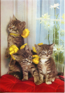 Cartolina Gattini con Fiocco Regalo Postcard Kittens with Gift Bow(15) Garami
