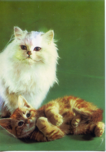 Cartolina Gatti Postcard Cats (6) Garami Milano