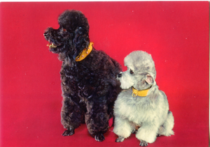 Cartolina Coppia di cani Barboncini (310/8) SAR Anni '60/70
