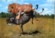 Carica l&#39;immagine nel visualizzatore di Gallery, Cartolina Postcard Leone AFRICA DELL&#39;EST Fauna africana 153 GM Milano