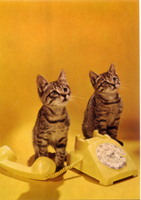 Carica l&#39;immagine nel visualizzatore di Gallery, Cartolina Gattini e Telefono Postcard Kittens &amp; Phone (1015/E) Garami Milano