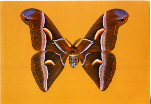 Cartolina Farfalla Postcard Butterfly Bombice dell'ailanto Philosamia cynthia