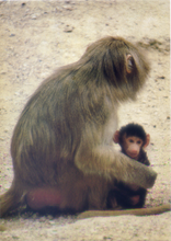 Carica l&#39;immagine nel visualizzatore di Gallery, Cartolina Fantasia Italcards (S/73) -  Scimmie - Madre con piccolo