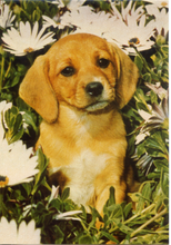 Carica l&#39;immagine nel visualizzatore di Gallery, Cartolina Postcard Cane Labrador Cucciolo - Garami Milano