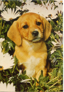 Cartolina Postcard Cane Labrador Cucciolo - Garami Milano