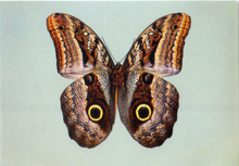 Carica l&#39;immagine nel visualizzatore di Gallery, Cartolina Farfalla Postcard Butterfly Farfalla civetta - Caligo oedipus