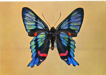 Carica l&#39;immagine nel visualizzatore di Gallery, Cartolina Farfalla Postcard Butterfly Ancilura-Ancyluris aulestes